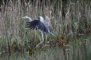 アオサギ 長浜公園 2022年4月16日(土)