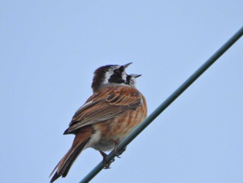 Meadow Bunting みどりーな Sat, 4/16/2022