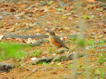 Brown-headed Thrush 浜松市東区 Sat, 4/16/2022