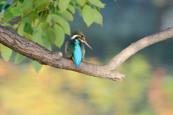 カワセミ 場所が不明 2017年11月17日(金)