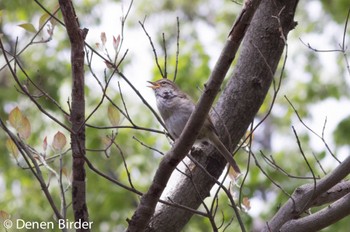 Japanese Bush Warbler 等々力渓谷 Sat, 4/16/2022