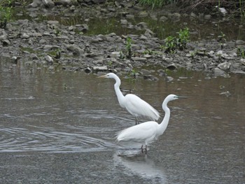 2022年4月16日(土) 浅川(日野市)の野鳥観察記録