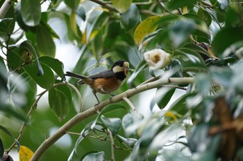 Varied Tit Matsue Castle Sat, 4/16/2022