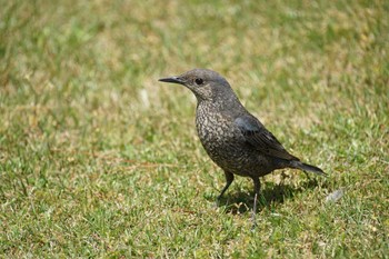 Blue Rock Thrush Matsue Castle Sat, 4/16/2022