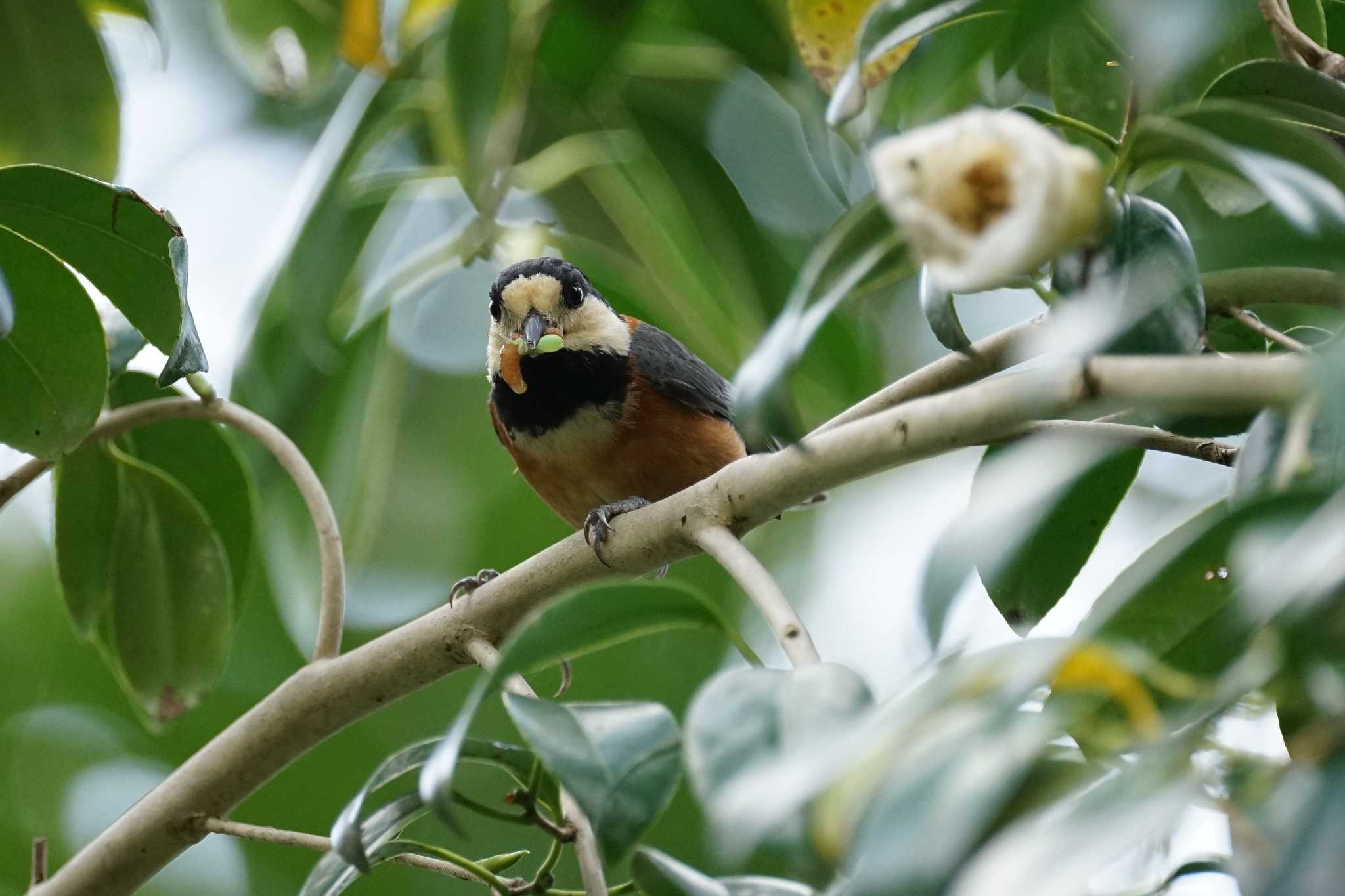 Photo of Varied Tit at Matsue Castle by ひらも