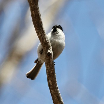 ハシブトガラ 西岡公園(西岡水源地) 2022年4月16日(土)