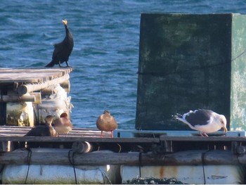 Vega Gull 三重県鵜方 Unknown Date