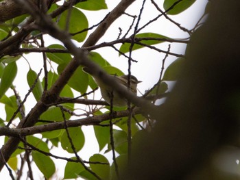 Eastern Crowned Warbler Kasai Rinkai Park Sat, 4/16/2022