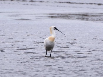 Black-faced Spoonbill Kasai Rinkai Park Sat, 4/16/2022