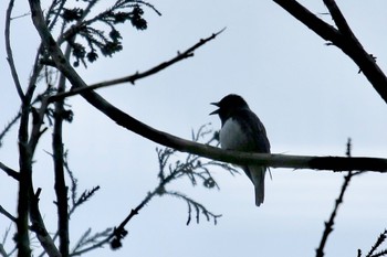 Blue-and-white Flycatcher Unknown Spots Sat, 4/16/2022