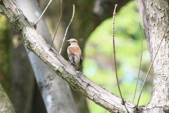 Hawfinch 木曽川河跡湖公園 Sat, 4/16/2022