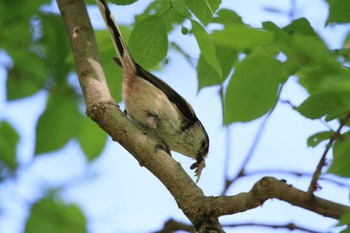 Long-tailed Tit 木曽川河跡湖公園 Sat, 4/16/2022