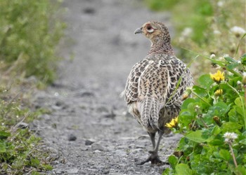 2022年4月16日(土) 秋ヶ瀬公園の野鳥観察記録