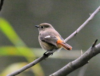 Daurian Redstart 東京都 Sat, 11/18/2017