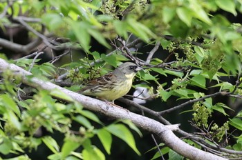 アオジ 尼崎市農業公園 2022年4月16日(土)