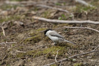 ハシブトガラ 札幌モエレ沼公園 2022年4月12日(火)