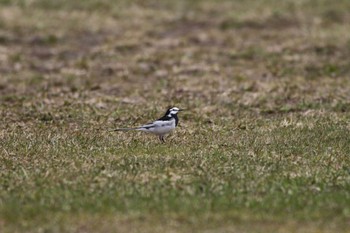 White Wagtail 札幌モエレ沼公園 Thu, 4/14/2022