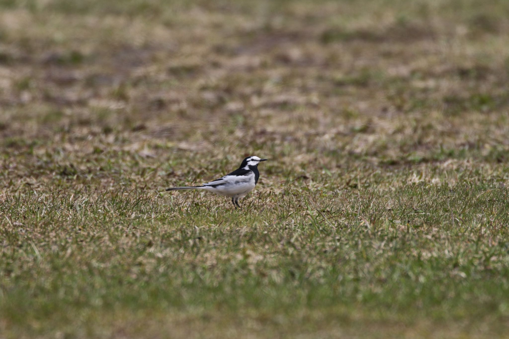 Photo of White Wagtail at 札幌モエレ沼公園 by will 73
