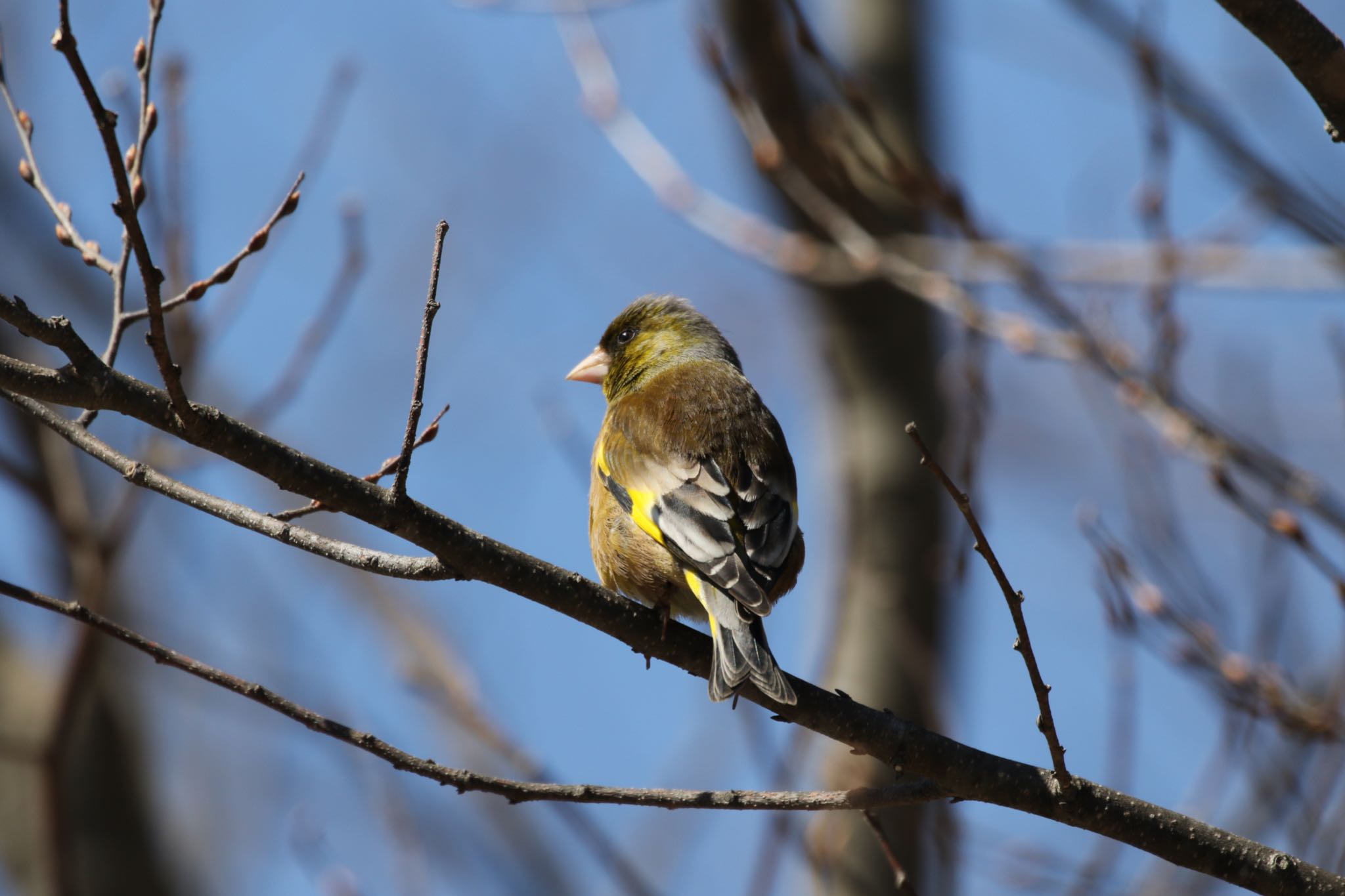 Photo of Grey-capped Greenfinch at 札幌モエレ沼公園 by will 73