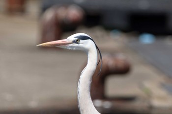 2022年4月8日(金) 富山県の野鳥観察記録