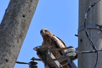 トビ 富山県 2022年4月8日(金)