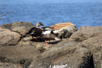 Eastern Spot-billed Duck 富山県 Fri, 4/8/2022