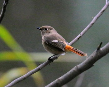 Daurian Redstart 東京都 Sat, 11/18/2017