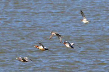 2022年4月9日(土) 岐阜県の野鳥観察記録