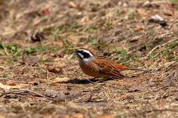 Meadow Bunting 岐阜県 Sat, 4/9/2022