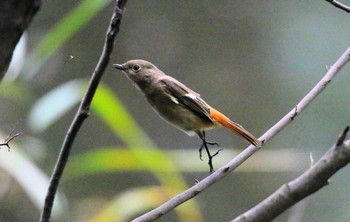 Daurian Redstart 東京都 Sat, 11/18/2017