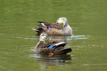 Eastern Spot-billed Duck 横浜市 Sat, 4/16/2022