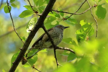 Brown-eared Bulbul 横浜市 Sat, 4/16/2022