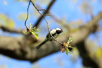 Japanese Tit 横浜市 Sat, 4/16/2022