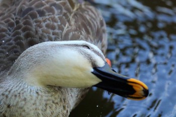 2022年4月16日(土) 横浜市の野鳥観察記録