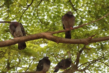 Rock Dove 横浜市 Sat, 4/16/2022