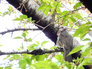 Sat, 4/16/2022 Birding report at 平和の森公園、江古田公園、哲学堂公園、妙正寺川