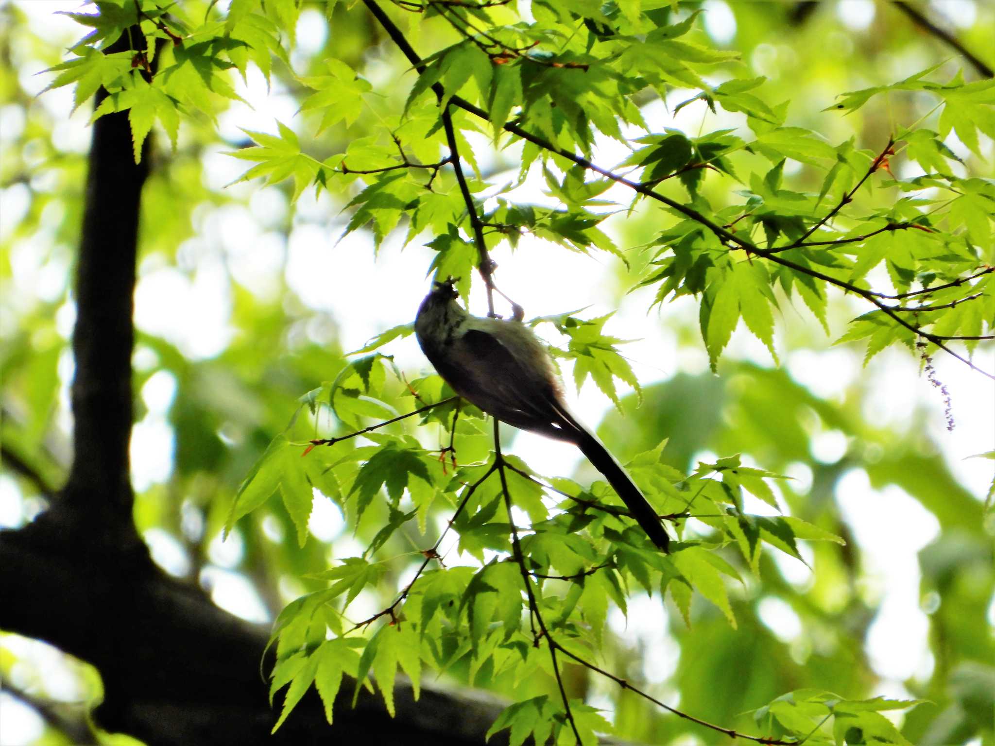 平和の森公園、江古田公園、哲学堂公園、妙正寺川 エナガの写真 by morinokotori