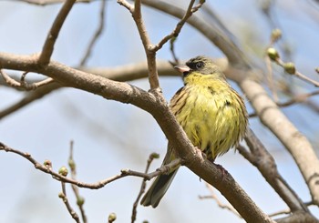 アオジ 場所が不明 2022年4月16日(土)