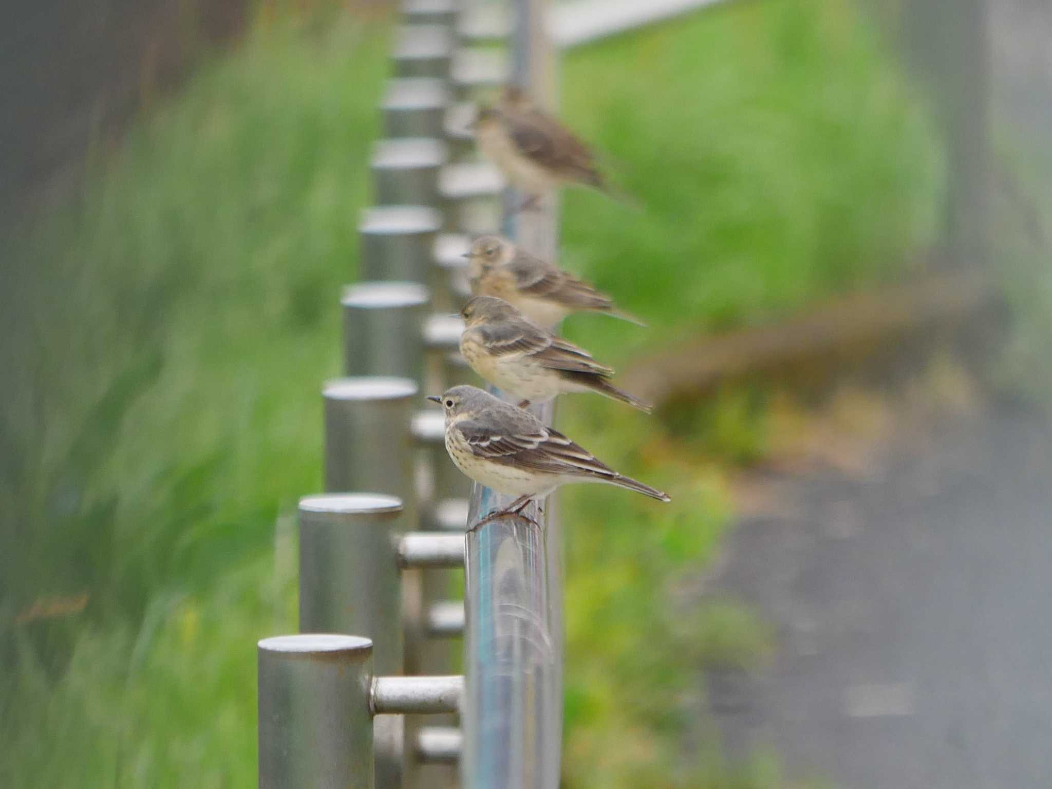 東京都 タヒバリの写真 by アカウント8018