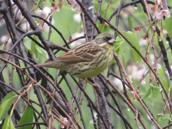 2022年4月15日(金) 新宿御苑の野鳥観察記録