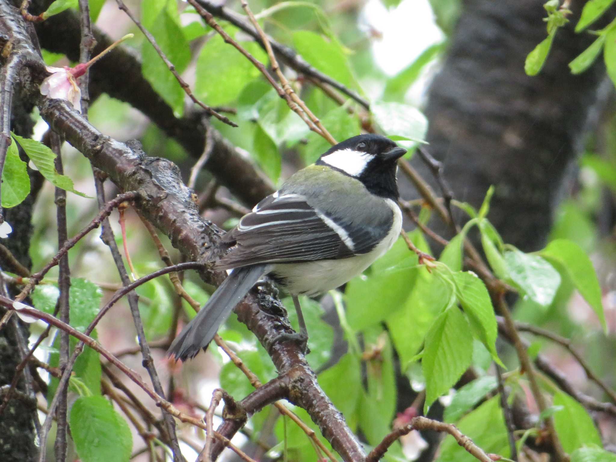 シジュウカラ