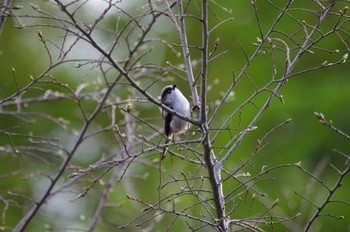 Long-tailed Tit Nogawa Sat, 4/16/2022