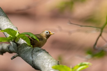 ガビチョウ 薬師池公園 2022年4月11日(月)