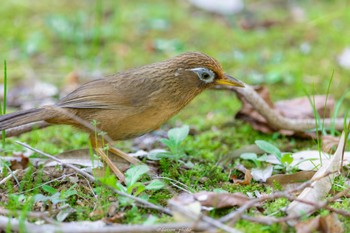 ガビチョウ 薬師池公園 2022年4月11日(月)