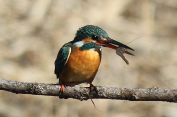 Common Kingfisher 東京 Sat, 2/26/2022