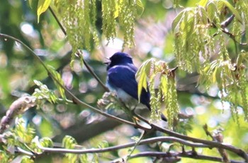 Sat, 4/16/2022 Birding report at 岩屋堂公園