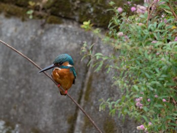 カワセミ 場所が不明 2017年11月18日(土)