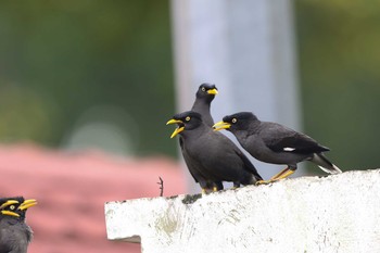 Javan Myna Chinese garden Sun, 10/8/2017