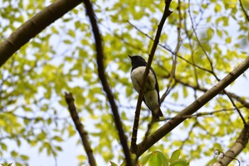 2022年4月16日(土) 森戸川源流の野鳥観察記録