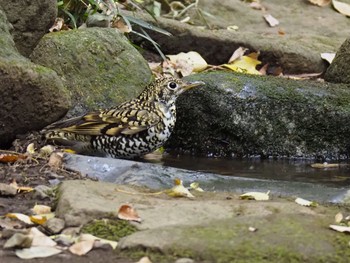 2017年11月16日(木) 練馬区の野鳥観察記録